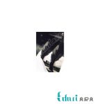 اسکناس شمار رومیزی پارا مدل NC-407